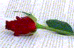rosa.gif